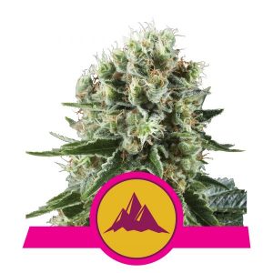 Critical Kush THC. Graines de Cannabis THC