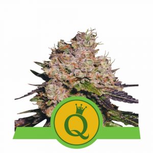 graine de cannabis purple queen automatic