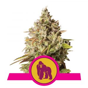 graines de cannabis royal gorilla
