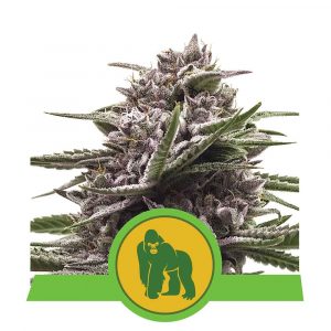 graines de cannabis royal gorilla automatic